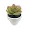 Assorted Micro Potted Succulent, 1pc. by Ashland®
